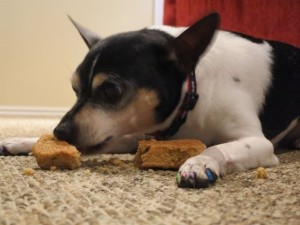 petey eating his led madeleines dog biscuit